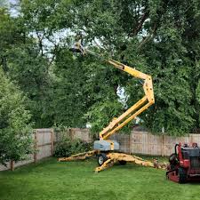 Best Organic Lawn Care Solutions  in Lake San Marcos, CA