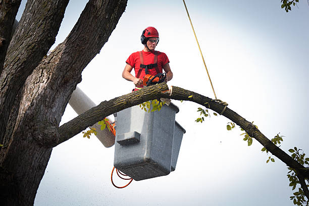 Trusted Lake San Marcos, CA Tree Removal Experts